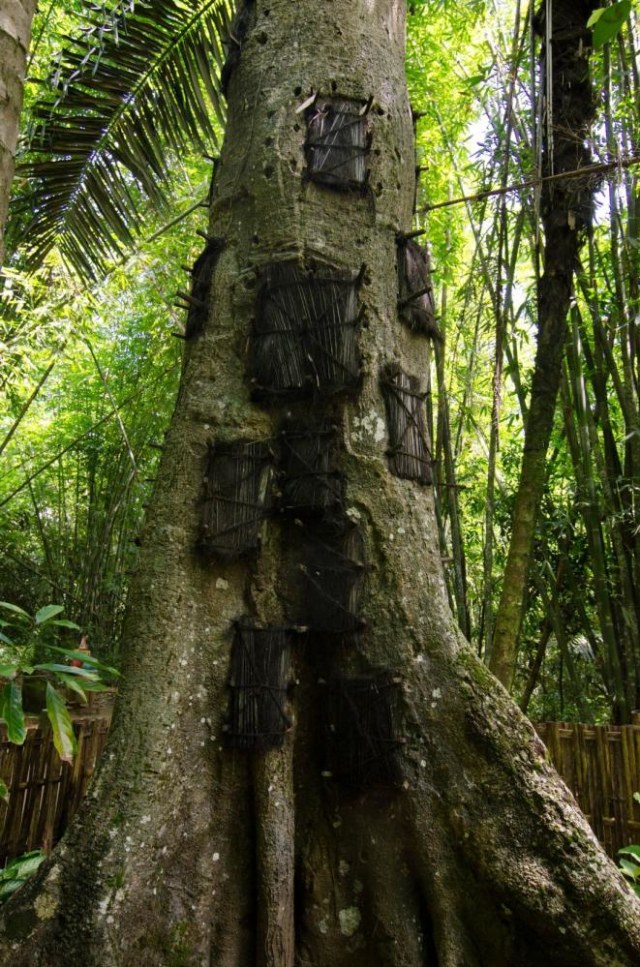 Suku Toraja, Bayi Dimakamkan di Pohon