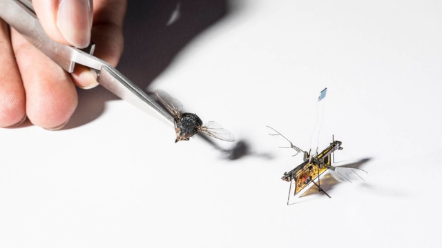 Robot Lalat (Foto: Mark Stone/University of Washington)