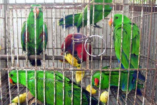 Penyelundupan Ratusan Burung Nuri dari Malang Digagalkan di Bandara Soetta (71959)