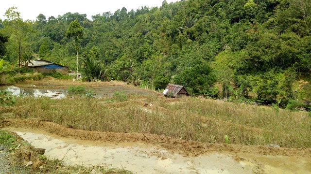 Sawah di Kampung Adat Cisitu (Foto: Utomo P/kumparan)