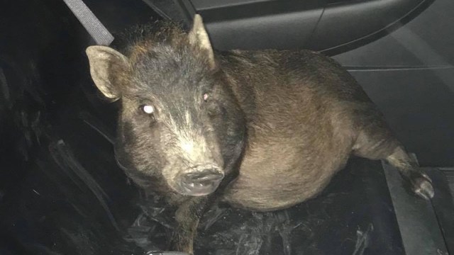 Babi yang kuntit seorang pria di AS. (Foto: North Ridgeville Police Department/Facebook)