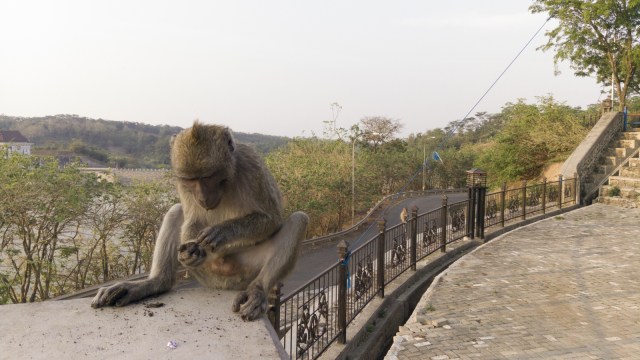 Monyet di Goa Kreo. (Foto: Shutterstock)