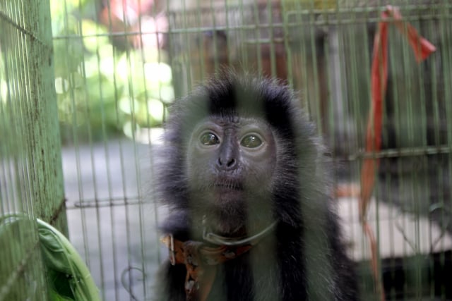Video : Satwa Sitaan BKSDA Bali Dititipkan di Bali Zoo Park