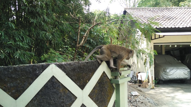 Monyet ekor panjang di Balai Taman Nasional. (Foto: Arfiansyah Panji Purnandaru/kumparan)
