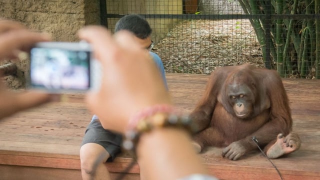Orang utan dipaksa foto bersama manusia di Bali. (Foto: World Animal Protection)