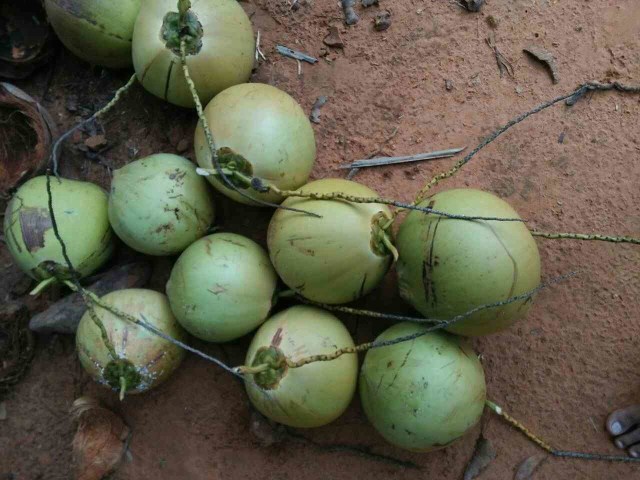 Bulan Ramadan, Harga Kelapa Muda di Sumenep Meroket