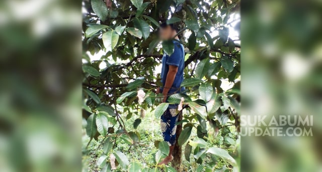 Seorang Pria di Ciambar Sukabumi Tewas Tergantung di Pohon Manggis