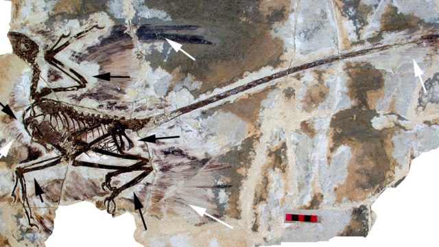 Fosil Microraptor. (Foto: David W. E. Hone, Helmut Tischlinger, Xing Xu, Fucheng Zhang)