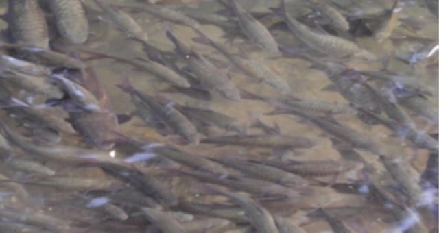 Lalulintas Ikan Garing di Propinsi Sumatera Barat. (1)