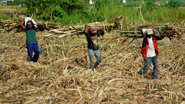 Petani memanen tebu di Sidoarjo (Foto: ANTARA FOTO/Umarul Faruq)