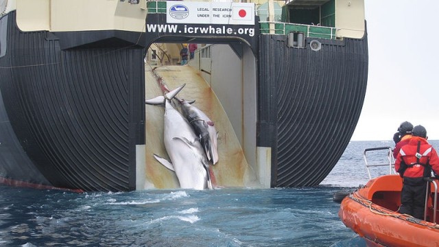 Perburuan paus yang dilakukan oleh Jepang. (Foto: Australian Customs and Border Protection Service)