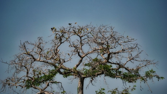 Ilustrasi pohon Foto: Aditia Noviansyah/kumparan