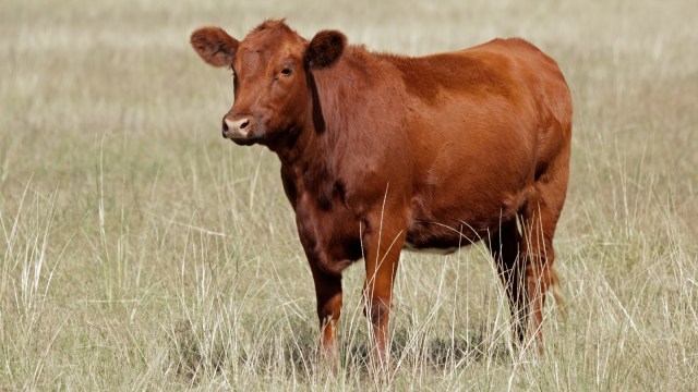 Ilustrasi red cow. (Foto: Shutterstock)