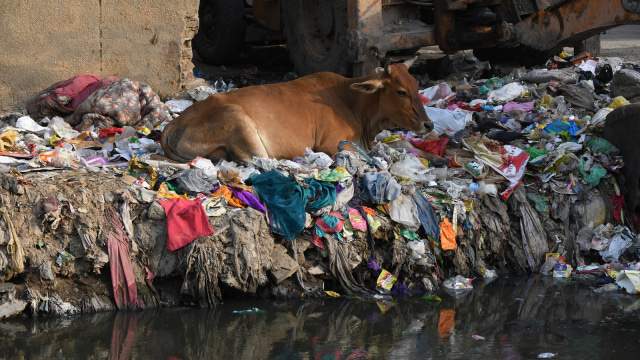 Seekor sapi di tepi kanal pembuangan sampah (Foto: AFP/Faget Dominique)