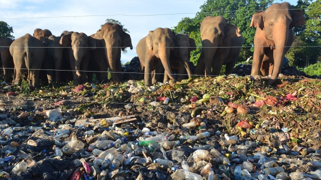 Sekelompok Gajah di antara gunung sampah (Foto: AFP/Lakruwan Wanniarachchi)
