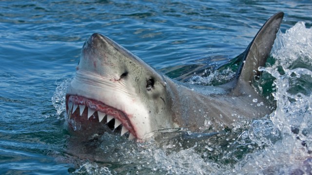 Ilustrasi serangan hiu. Foto: Shutterstock
