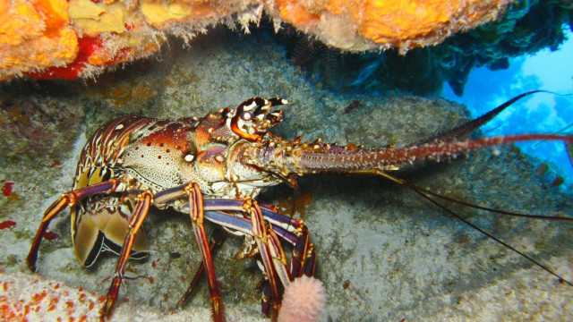 Ilustrasi lobster. Foto: axistravel via pixabay