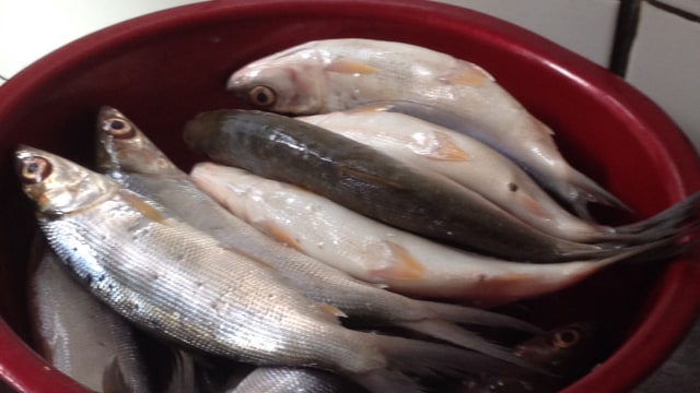 Protein Hewani yang Baik Bagi Usia 30 Tahun Ke Atas Adalah Ikan