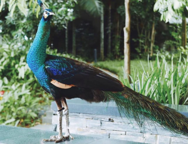 Burung merak di Hotel Capella Singapura. (Foto: Facebook/Capella Singapore - Sentosa Island, Singapore)