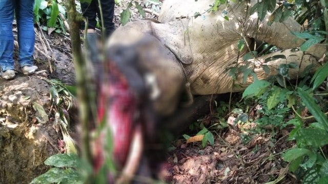 Gajah bernama bunta di aceh dibunuh. (Foto: Dok. Istimewa)