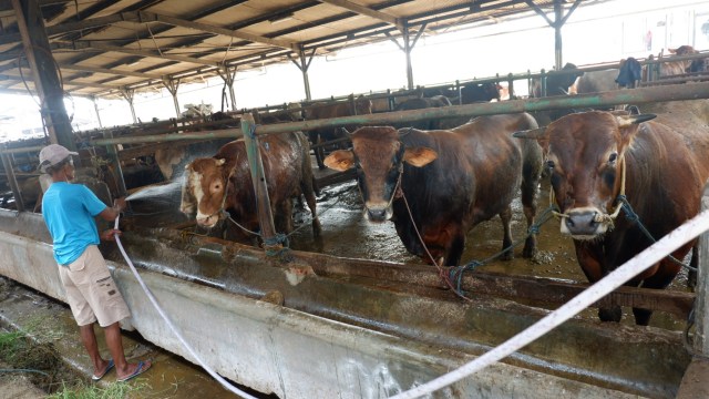 Peternakan sapi  Foto: Resya Firmansyah/kumparan