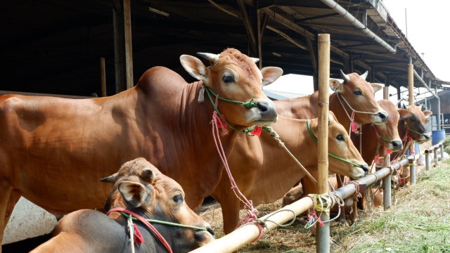 Peternakan sapi  (Foto: Resya Firmansyah/kumparan)