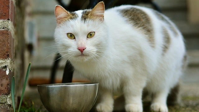 Beri kucing makan dan minum sebelum pergi. Foto: congerdesign via PIxabay