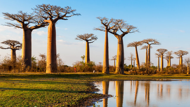 Pohon-Pohon Baobab di Afrika (Foto: Shutterstock)