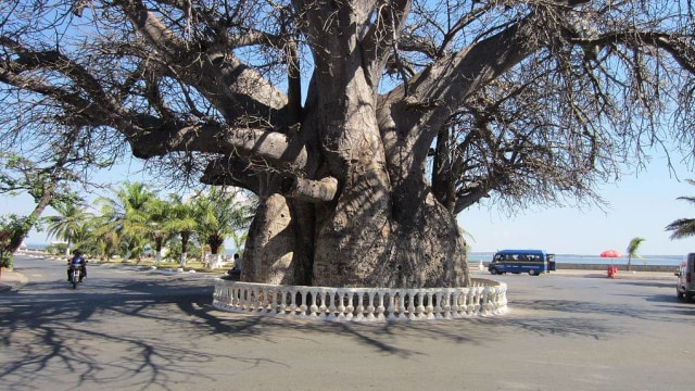 Pohon-Pohon Baobab di Afrika (Foto: Lukys via Wikimedia Commons)