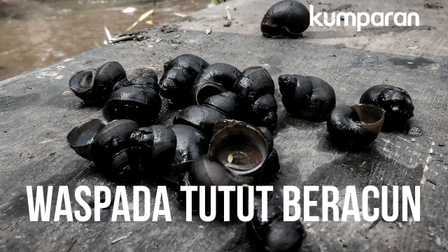 Waspada tutut beracun (Foto: Sabryna Putri/kumparan)