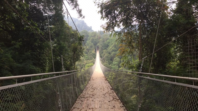 Jembatan gantung di TN Gunung Gede Pangrango. (Foto: Muhammad Lutfan Darmawan/kumparan)