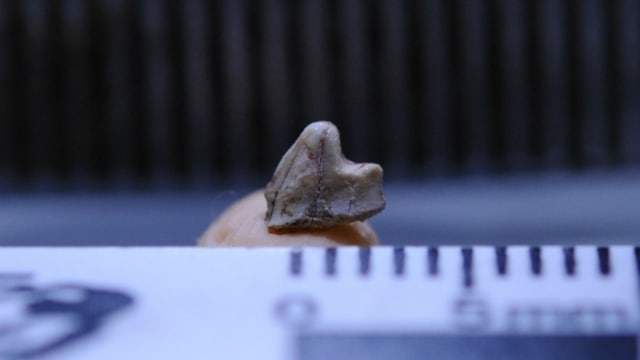 Fosil gigi mamalia tertua di dunia. (Foto: Mariela Castro)