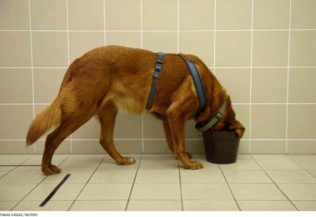 Ilmuwan Mempelajari Perilaku Obesitas pada Manusia Menggunakan Anjing (1)