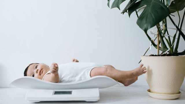 Kurva Berat Badan Bayi WHO sebagai Acuan Pertumbuhan