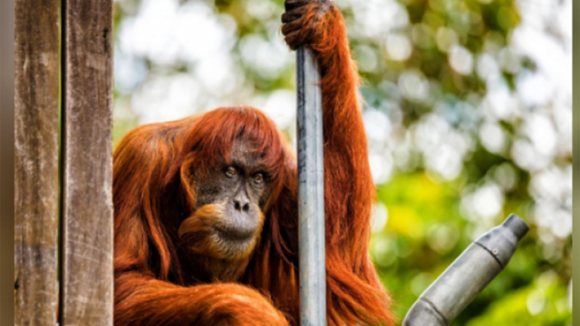Puan, orangutan Sumatra (Foto: Reuters)
