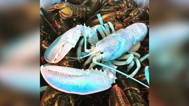 Lobster berwarna pelangi yang langka (Foto: Lobster berwarna pelangi yang langka)