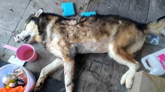 Pelatih anjing bunuh anjing milik kekasihnya  (Foto:  Instagram @christian_joshuapale )