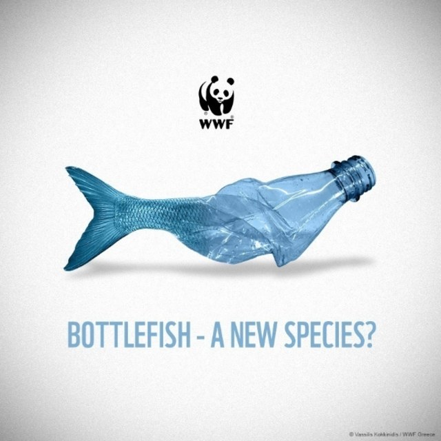 Bottlefish = A new species?