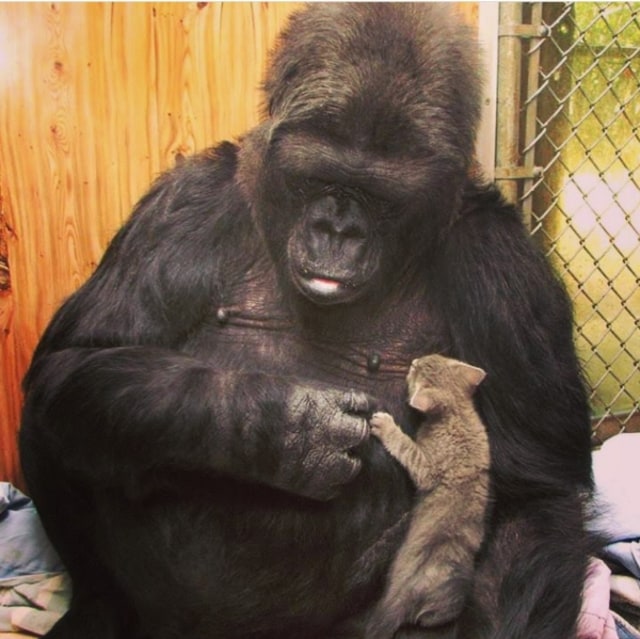 Rest In Peace Koko