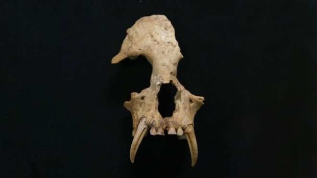 Tengkorak Junzi imperialis. (Foto: ZSL Institute of Zoology)