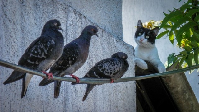 Kucing liar ancaman bagi burung. (Foto: PxHere)