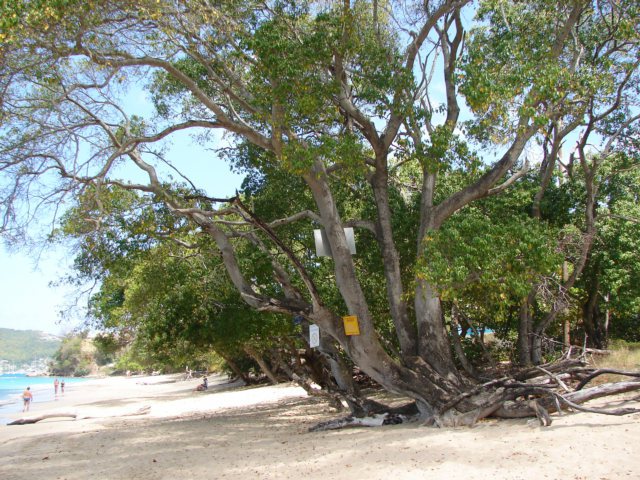 Machineel Tree, Pohon Paling Berbahaya di Muka Bumi