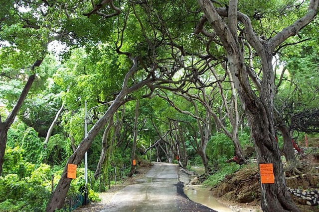 Machineel Tree, Pohon Paling Berbahaya di Muka Bumi (1)