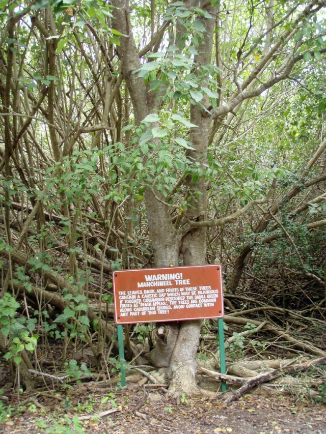 Machineel Tree, Pohon Paling Berbahaya di Muka Bumi (3)