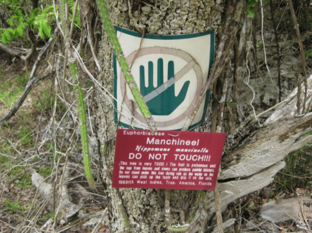 Machineel Tree, Pohon Paling Berbahaya di Muka Bumi (5)