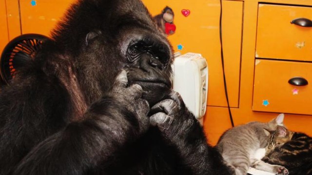 Koko si Gorila (Foto: Kokoflix/Youtube)