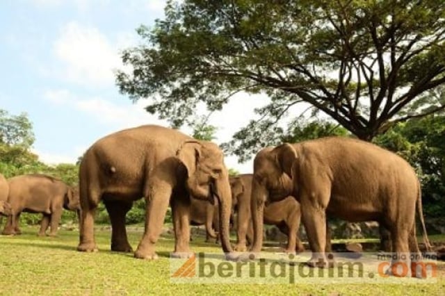 Diskon 27 Persen Di Taman Safari Prigen Jika Tunjukkan Bukti