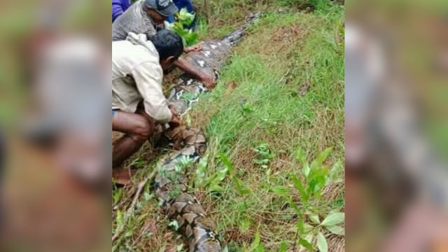 Penemuan ular piton di Buton Selatan (Foto: Facebook/IKKM 2018)