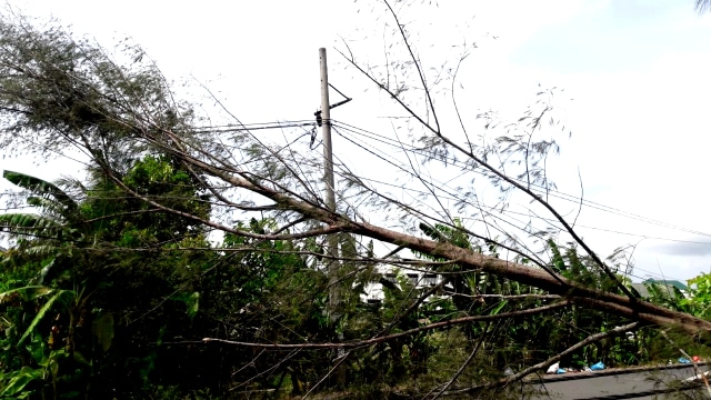 Tiang Listrik dan Pohon Tumbang di Aceh Besar (Foto: Zuhri Noviandi/kumparan)