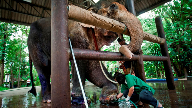 Gajah di Friend of the Asian Elephant Hospital (Foto: Flickr / Melvin A)